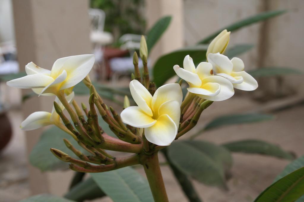 Auberge Keur Diame داكاغْ المظهر الخارجي الصورة