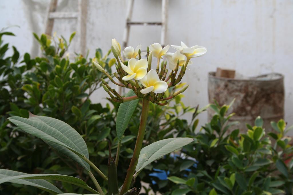 Auberge Keur Diame داكاغْ المظهر الخارجي الصورة