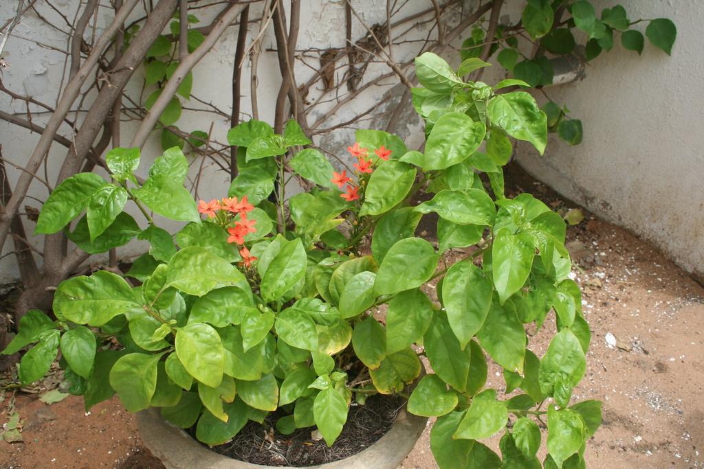 Auberge Keur Diame داكاغْ المظهر الخارجي الصورة