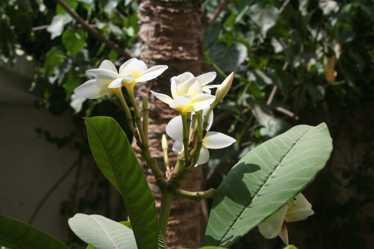 Auberge Keur Diame داكاغْ المظهر الخارجي الصورة